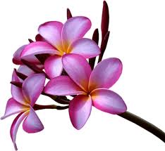 Pin On Crafting Floral Photo Quality