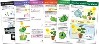 Newpath Learning Photosynthesis And Respiration Bulletin Board Chart Set Of 6 Teaching Supplies Biology Classroom
