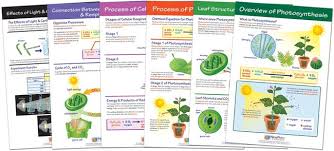 newpath learning photosynthesis and respiration bulletin board chart set of 6 teaching supplies biology classroom