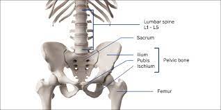 Psoas is involved in various activities of daily living like running, dancing, sitting, walking, as it is the primary connector between trunk and lower limbs.movement at pelvis could cause changes at the lumbar spine, thereby altering the line of pull of the psoas muscle. Lower Back Pain From Gaming Simplified Esports Healthcare