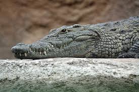 Fossil Hunters Unearth Galloping, Dinosaur-Eating Crocodiles In Sahara |  Science | The Guardian