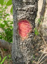 Image result for Ekebergia benguelensis