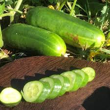 Image result for Cucumis sativus