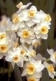 Old House Gardens Heirloom Bulbs Daffodil Bulbs Narcissus Flower Spring Flowering Bulbs