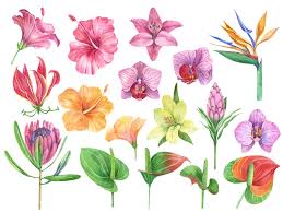 We did not find results for: Pin On Watercolor Summer Clipart