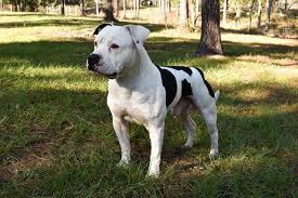 All this time it was owned by indiana bull dog rescue, it was hosted by linode. American Bulldog Dog Breed Information American Kennel Club