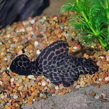 Great at cleaning algae from the hard to reach places that algae eating fish the best freshwater tank cleaner and algae eaters in aquariums: Sailfin L 83 Plecostomus Tropical Fish For Freshwater Aquariums