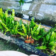 Cara merawat bunga tentunya dapat dilakukan dengan mudah bagi mereka yang memang sangat gemar dengan tanaman hias dan senang untuk lain halnya dengan bunga yang sengaja anda tanam di pot, sesekali anda harus mencukupi kebutuhan pasokan sinar matahari untuk menunjang. Kadaka Java Fern Tanaman Aquascape Terbaru Agustus 2021 Harga Murah Kualitas Terjamin Blibli