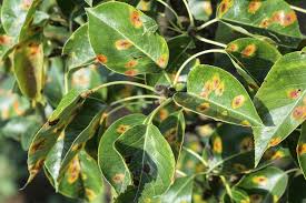 Image result for iron deficiency in trees