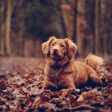 Then tap on the image and hold for a few seconds. Dog Ipad Air Ipad Air 2 Ipad 3 Ipad 4 Ipad Mini 2 Ipad Mini 3 Ipad Mini 4 Ipad Pro 9 7 For Parallax Wallpapers Hd Desktop Backgrounds 2780x2780 Images And Pictures