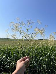 Image result for Culcasia falcifolia