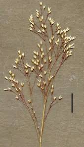 Image result for Aira caryophyllea