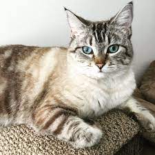 They will follow their companions around and strike up a conversation about everything and anything. Lynx Point Siamese Cat Everything You Need To Know Siri Pet