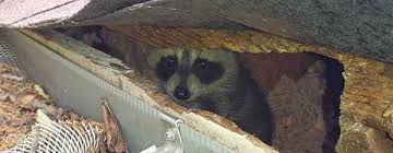 How To Get Raccoons Out Of The Attic Your House