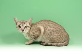 Get a ragdoll, bengal, siamese and.gorgeous, lovely & playful purebred maine coon kittens available for sale! Gccf Online Cat Breeds Asian