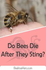 Have You Ever Wondered Why Bees Die After They Sting Us The Truth Behind This Occurrence Is Much Deeper Than It Seems C In 2020 Bee Remedies For Bee Stings Bee Sting