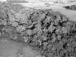 Image result for Aeschynomene pawekiae