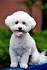 Bichon Frise Puppies For Sale from Certified Breeders ...
