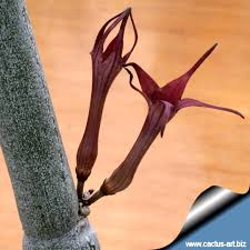 Image result for Ceropegia circinata