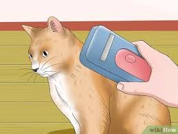 Shelters should be placed in quiet areas away from traffic. How To Keep A Stray Cat Away From Your Cat 13 Steps