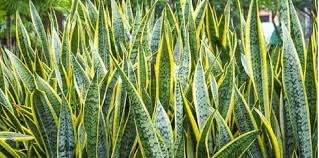Aloe vera atau lidah buaya merupakan salah satu tanaman yang berasal dari benua afrika. Pokok Lidah Jin Beracun Ini Pendedahan Pusat Racun Negara