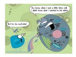 Animal and plant cell jokes. Cell Structure And Function Cell The Smallest Unit
