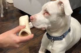 Oct 12, 2019 · today our dogs only get marrow bones as a very occasional special treat; How To Cook Marrow Bones For Dogs In June 2021 Guide