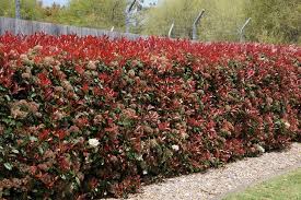Non sempre è necessario che lo schermo prodotto dalla siepe sia presente tutto l'anno, esistono molti casi in cui una siepe a foglie caduche. Siepi Miste E Informali Piante Da Giardino Siepi Miste