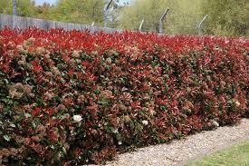 Per questo la tua siepe ti proteggerà dall'esterno . Siepi Miste E Informali Piante Da Giardino Siepi Miste