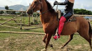 Wild Ponyplay Adventures - Vk Wall