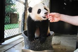 Diana found a kitten on the street and took him home. Giant Panda Cub Bao Bao Turns 1 At The Smithsonian National Zoo In Washington Us News