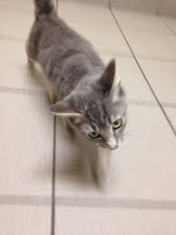 Head tilting is one of the most shocking symptoms to witness in your cat, especially if she's also falling or tipping over. Diary Of A Real Life Veterinarian Kitten Head Tilt Maybe Upper Respiratory Infection Maybe Polyp See The Video