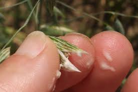5 Key Herbs To Relieve Stress And Boost Mood - Rewire Me
