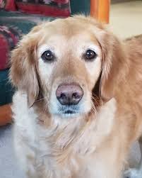 Hunter MP 3000s rotators, best nozzle in industry