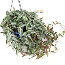 Cissus Amazonica The Ginger Jungle Rare Houseplants Uk Houseplants Uk Orchid Bark Houseplants