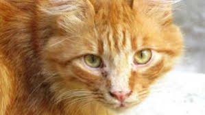 Kedilerin Yuzundeki Siyah Lekeler Ne Anlama Gelir Kedi Cute Kittens Tekir Kediler