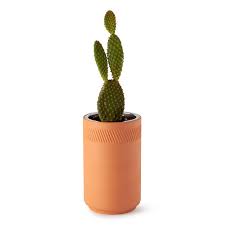 Birth Month Flower Grow Kit Indoor Desert Grow Kit Gardening Kits Succulents Uncommon Goods In 2020 Gardening Kits Grow Kit Self Watering Plants