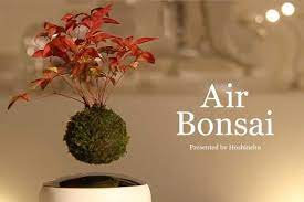 Il bonsai è l'arte di creare alberi in miniatura coltivandoli per anni all'interno di un piccolo vaso. Bonsai Volante