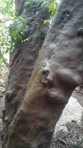 Image result for Strychnos usambarensis