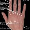 Hand nerve, tendon, and muscle anatomy. 1