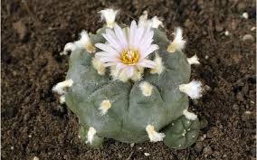 Amazon's choice for peyote cactus. Prickly Cactus Species Under Threat Bbc News