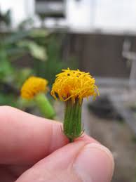 Image result for Gynura pseudochina