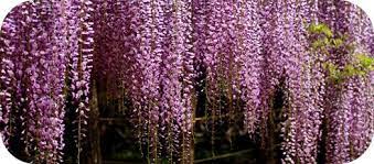 Wisteria Meaning And Wisteria Symbolism Wisteria Meant To Be Flower Meanings