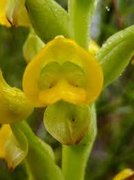 Image result for Corycium dracomontanum