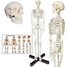 Human anatomy is the study of the shape and form of the human body. Buy Human Skeleton Anatomy Model With Metal Stand 33 5 Inches Human Skeleton Model With Movable Arms And Legs Including Anatomical Skeleton Model Colorful Chart Online In Poland B08fkwf7nd