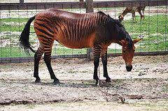 Aloha Zoo Cameron Nc Zorse Unusual Horse Rare Animals