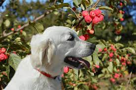 Is It Ok If My Dog Eats Crab Apples Golden Retriever Love