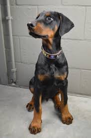 growth pinscher puppy weight chart pinscher