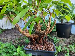 Image result for Ficus virens