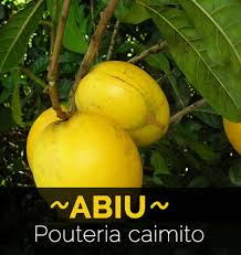 Image result for Pouteria altissima